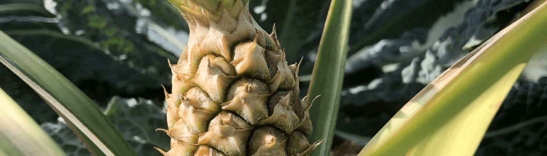 pineapple